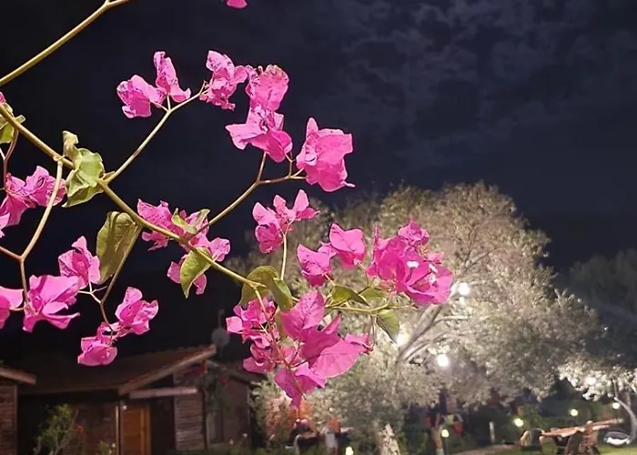 Suzi'nin Bahçesi Evler *